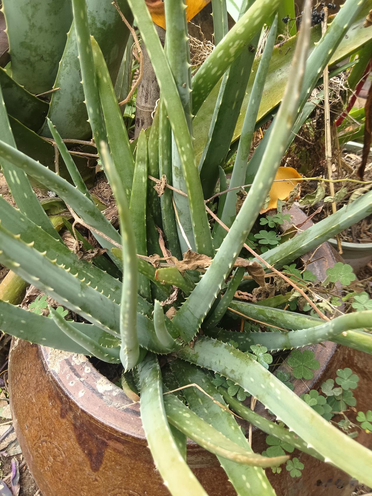 南方又见无雪冬
 季节的变换，
不是一场轻视。
轮到谁登场，就添一抹亮色，
轮到