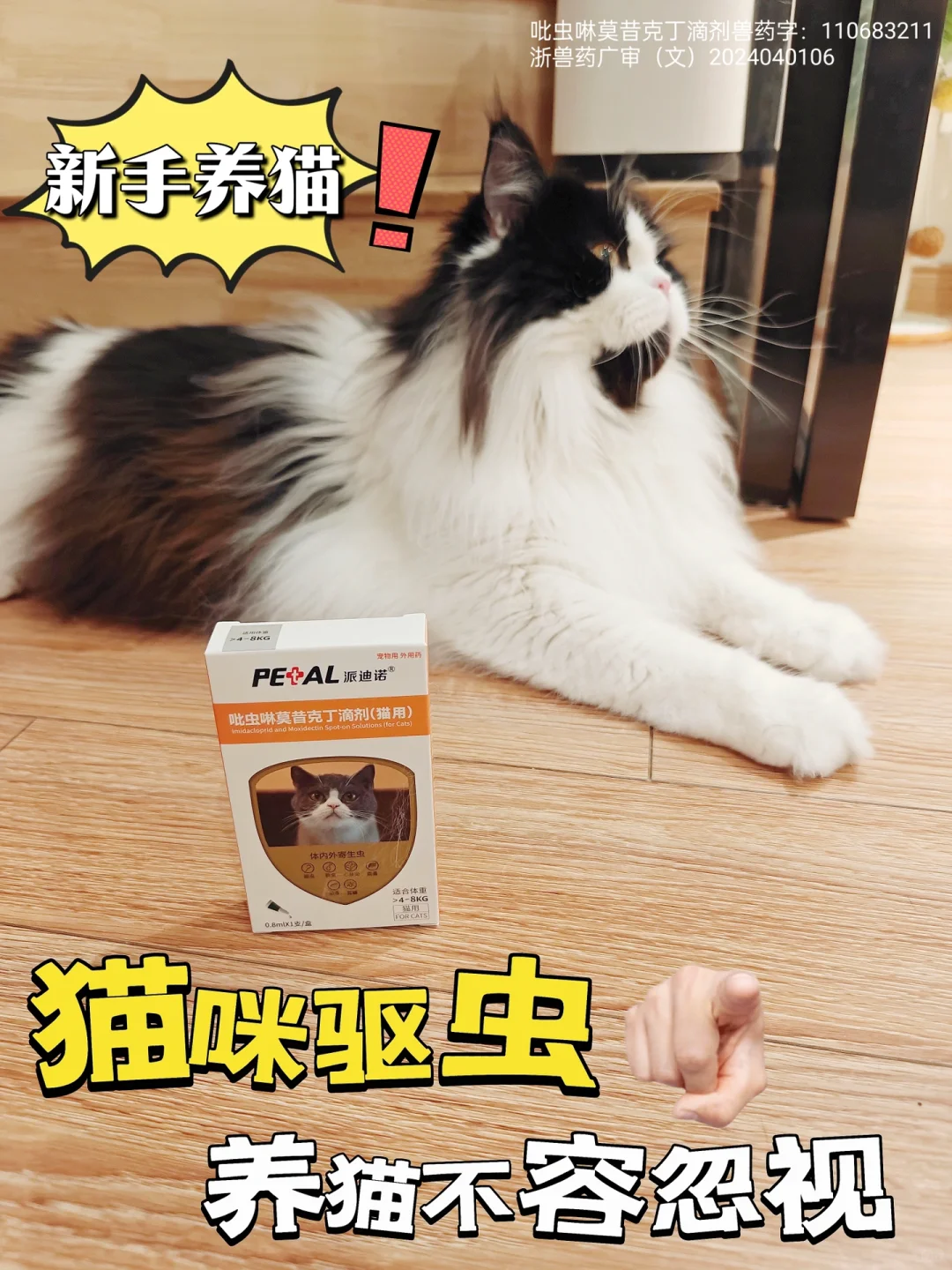 新手养猫｜猫咪驱虫不容忽视