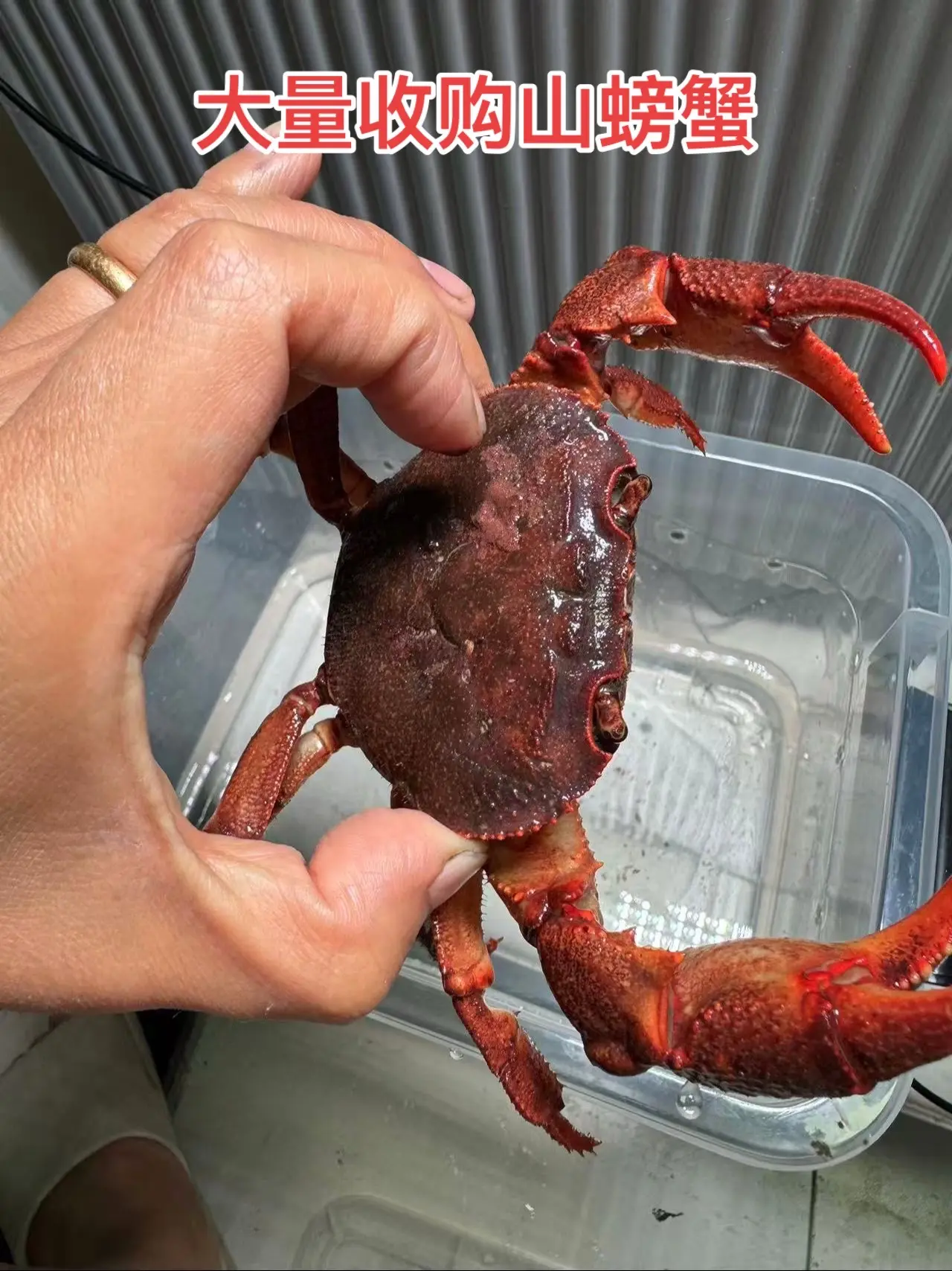 有山螃蟹的联系我，拿来换米了背宽7公分起收，10米到200一只。