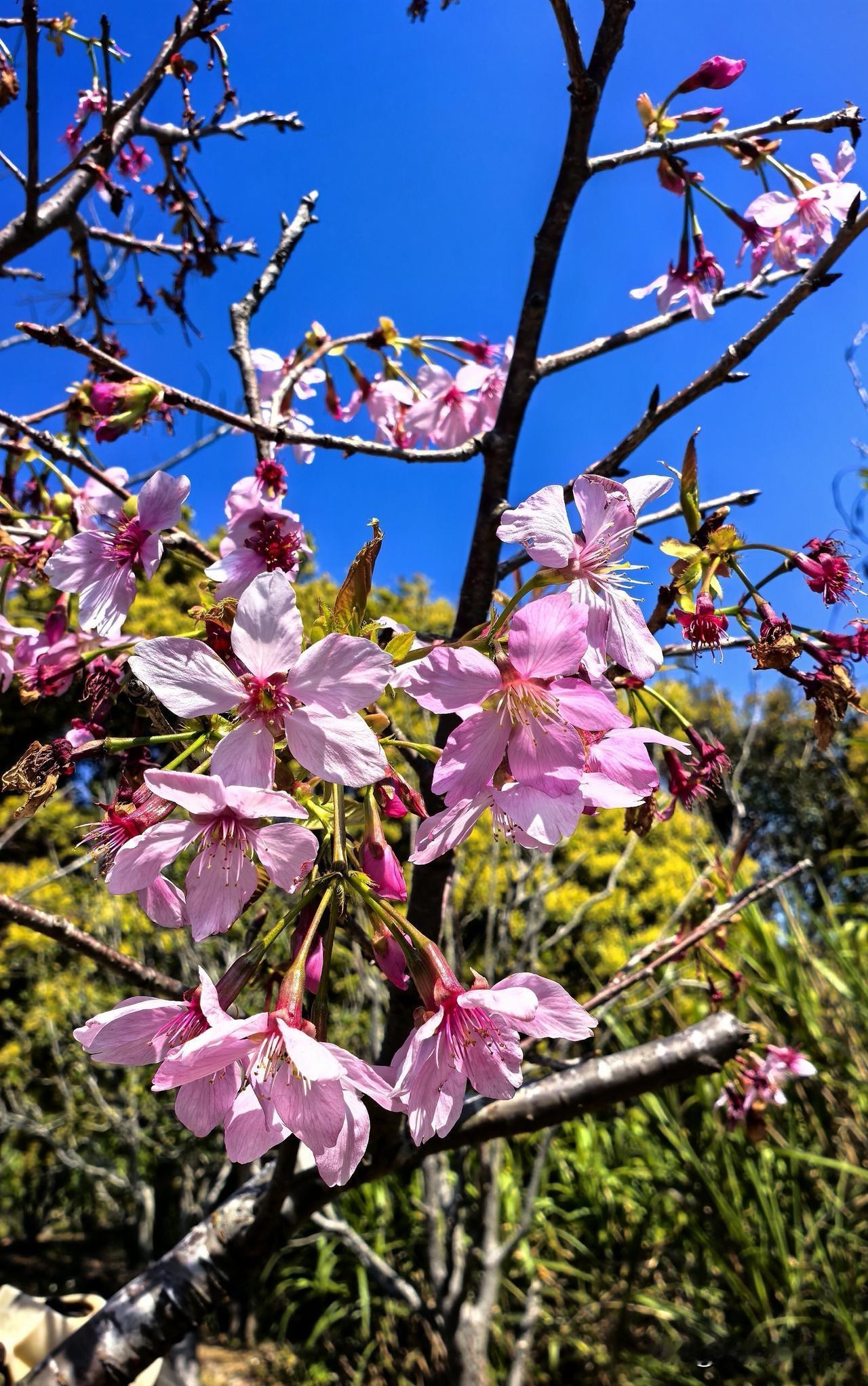 樱花

花开粉艳娇
玲珑意态饶
美景真盈目
赏之春意飘 

唯美樱花瞬间
