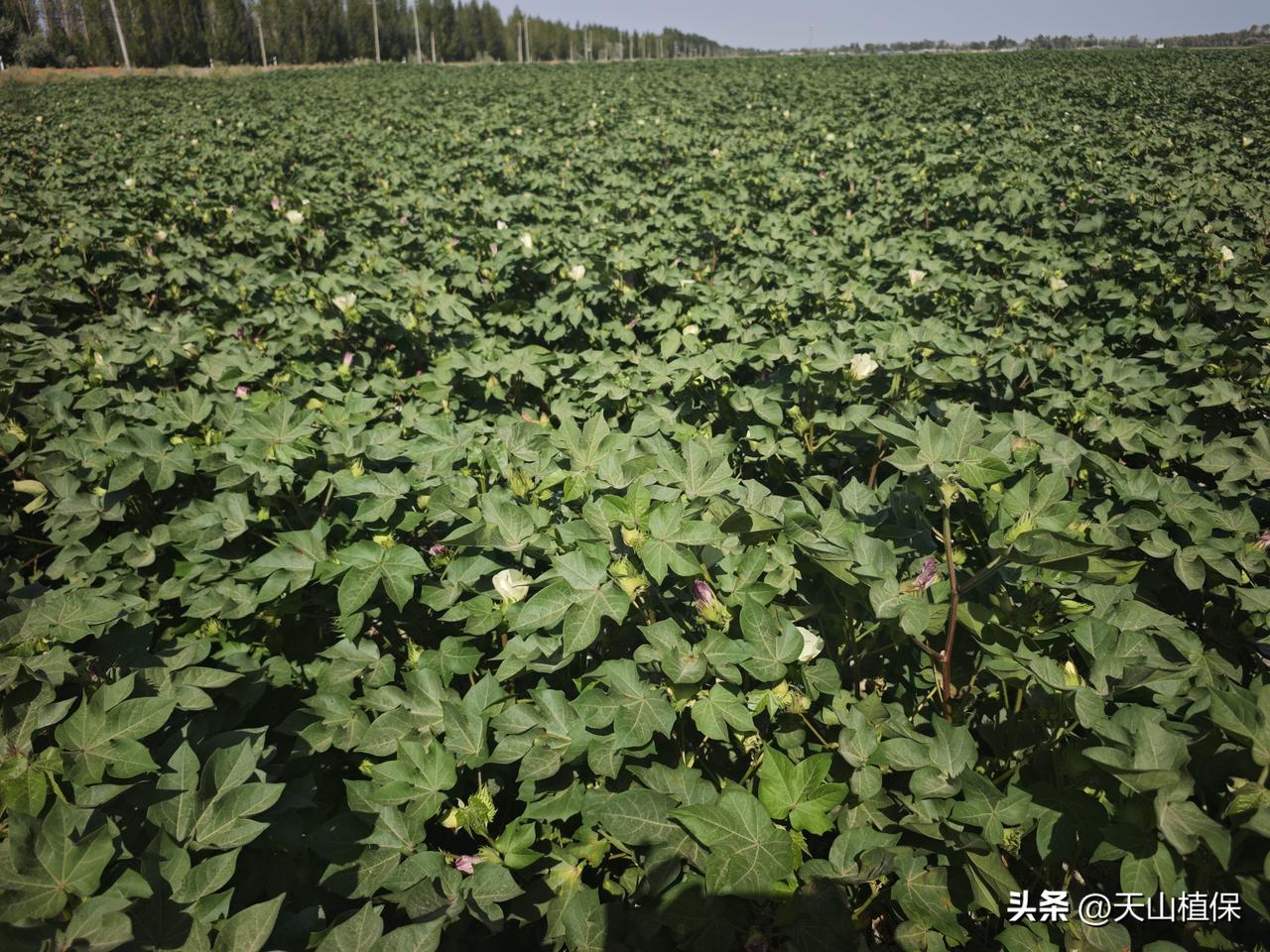 夏日生活打卡季 夏日在棉田里溜达，发现棉花花铃期白花上顶了，这可是棉花生长的关键