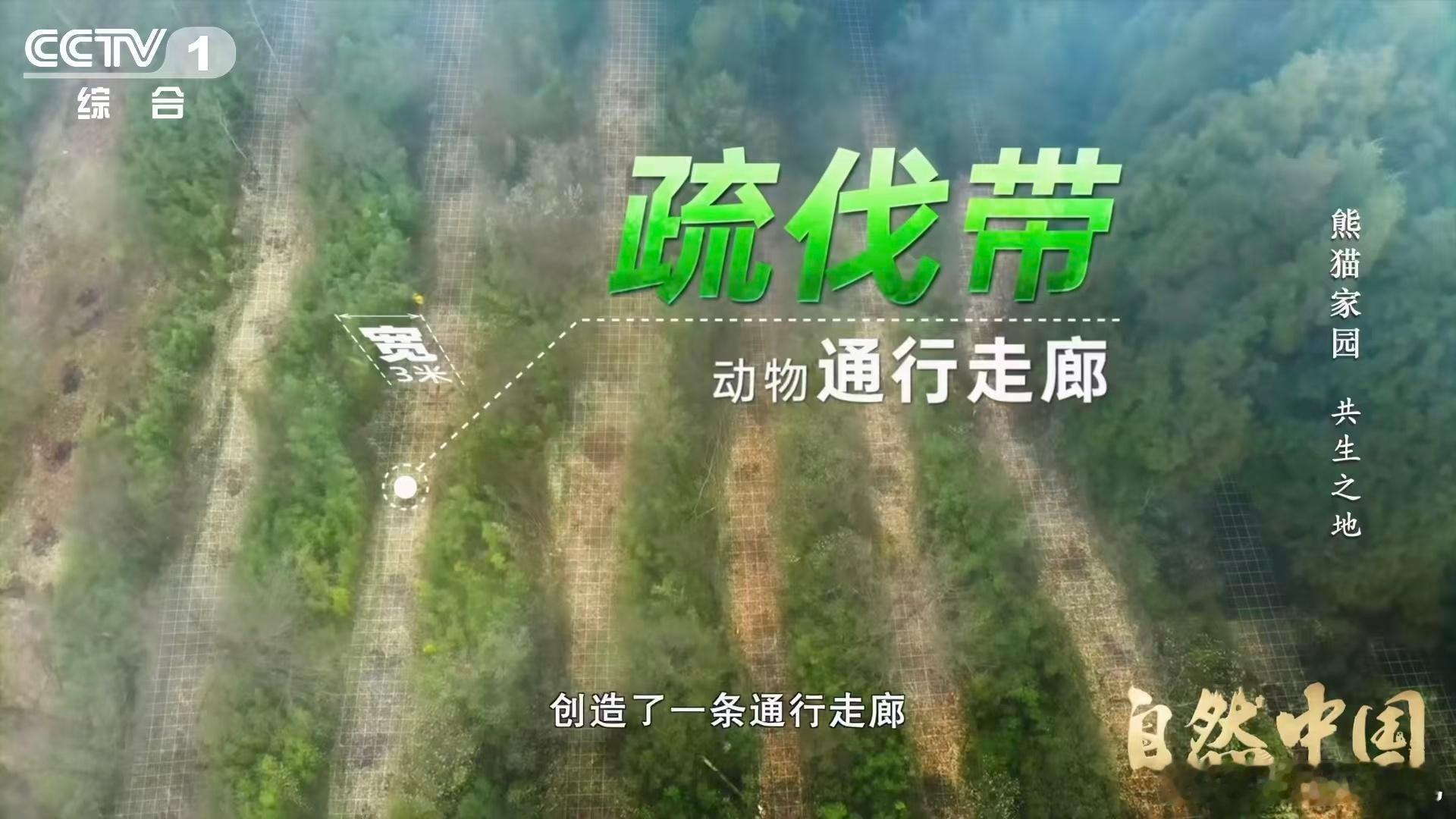 原来大熊猫不喜欢竹林疯长 🎋 自然中国 以前觉得保护熊猫就是种竹子。现在知道了