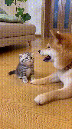 笑不活了！二哈趁猫妈不在训小猫，结果被“怂包”反杀，猫妈全程当观众！
 
谁能想