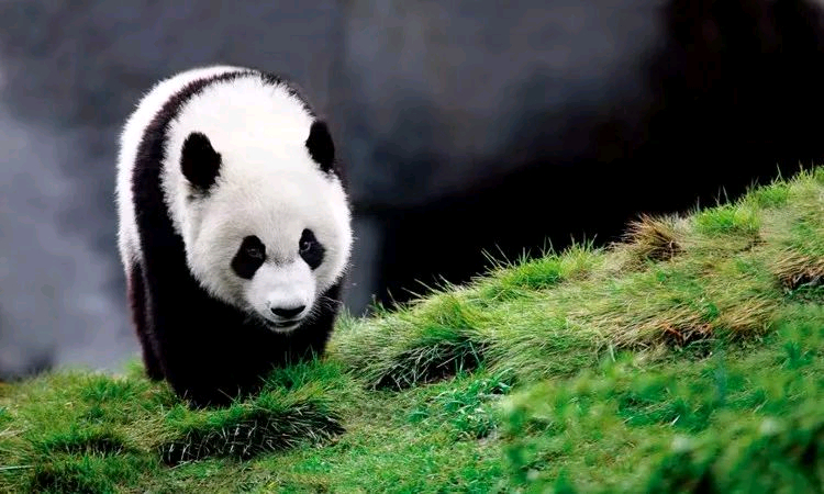 野外漫步的大熊猫🐼真惬意！ 