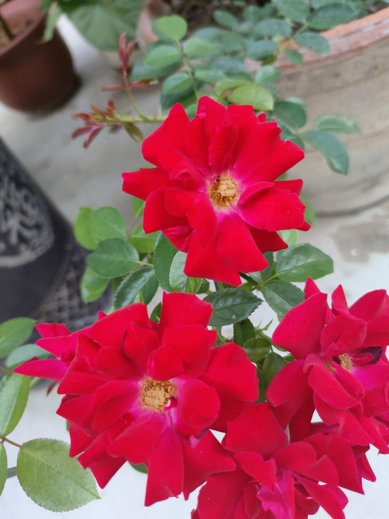 ​
2. 一院花开，满目明艳，在花草的芬芳里，感受寻常日子的小美好。