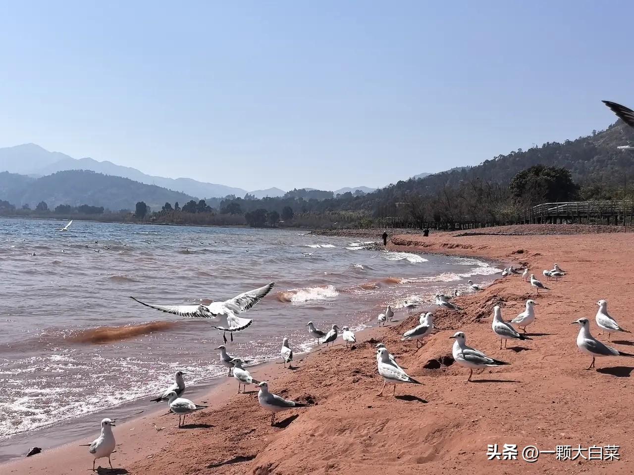 特朗普现在也不装了，因为美军调集的特种部队和空降兵以及两栖登陆部队基本上已经抵达