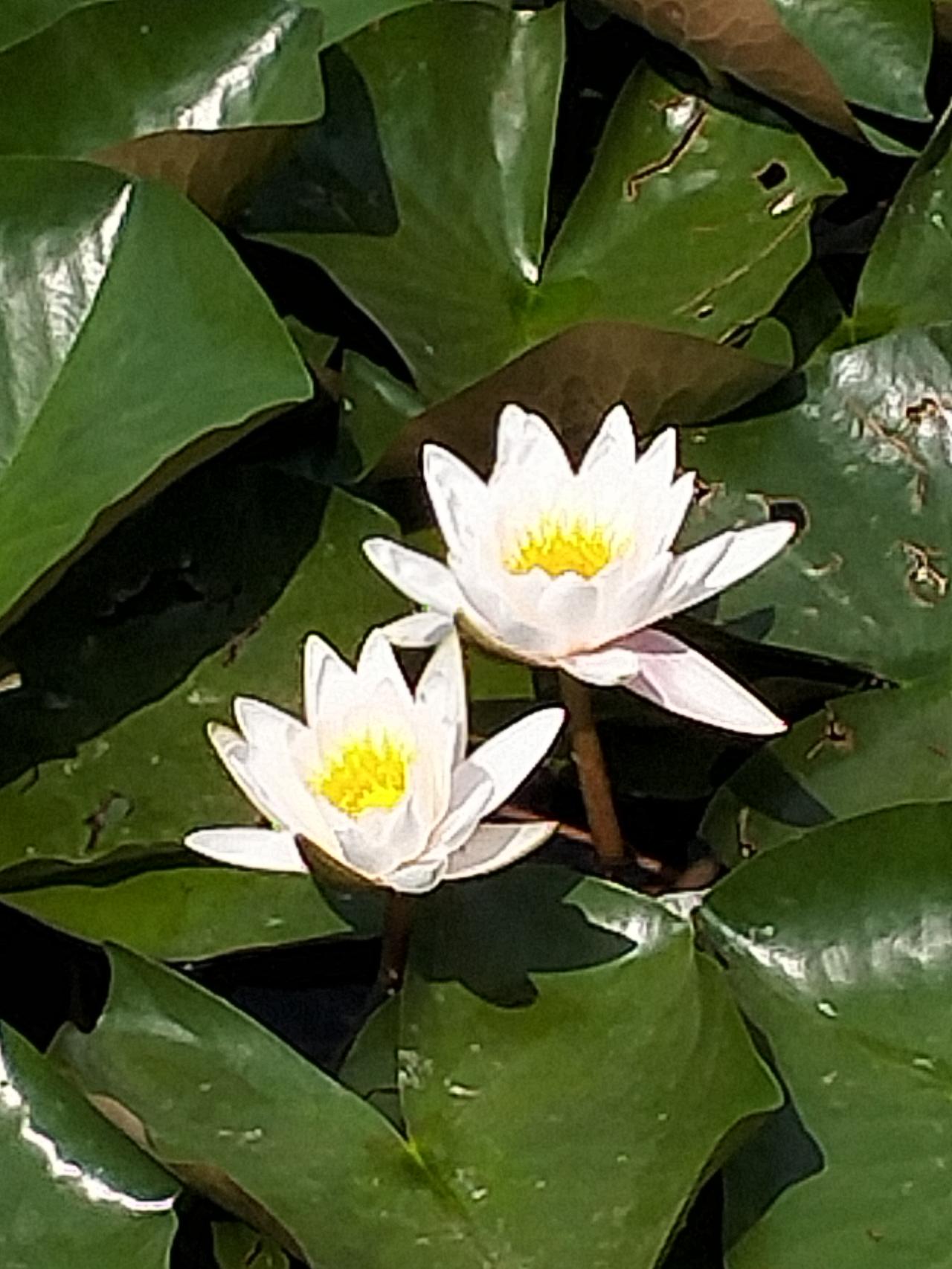 白色的莲花随手拍。