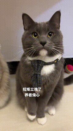 同是家里的猫，性格差别居然这么明显。
 
主人伸手靠近蓝猫，小家伙立刻默契伸出爪
