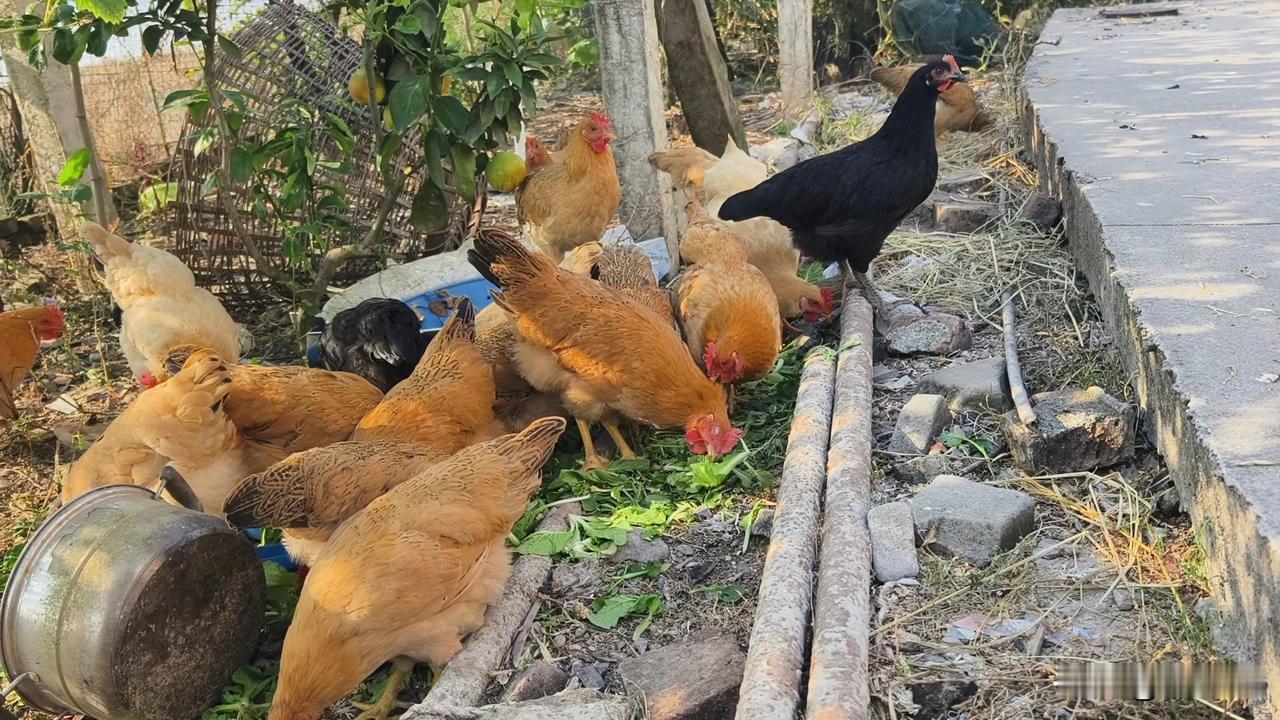 农家散养的土鸡也得人工投喂青菜。

在农村，要想养好土鸡，除了散养自由觅食天然食