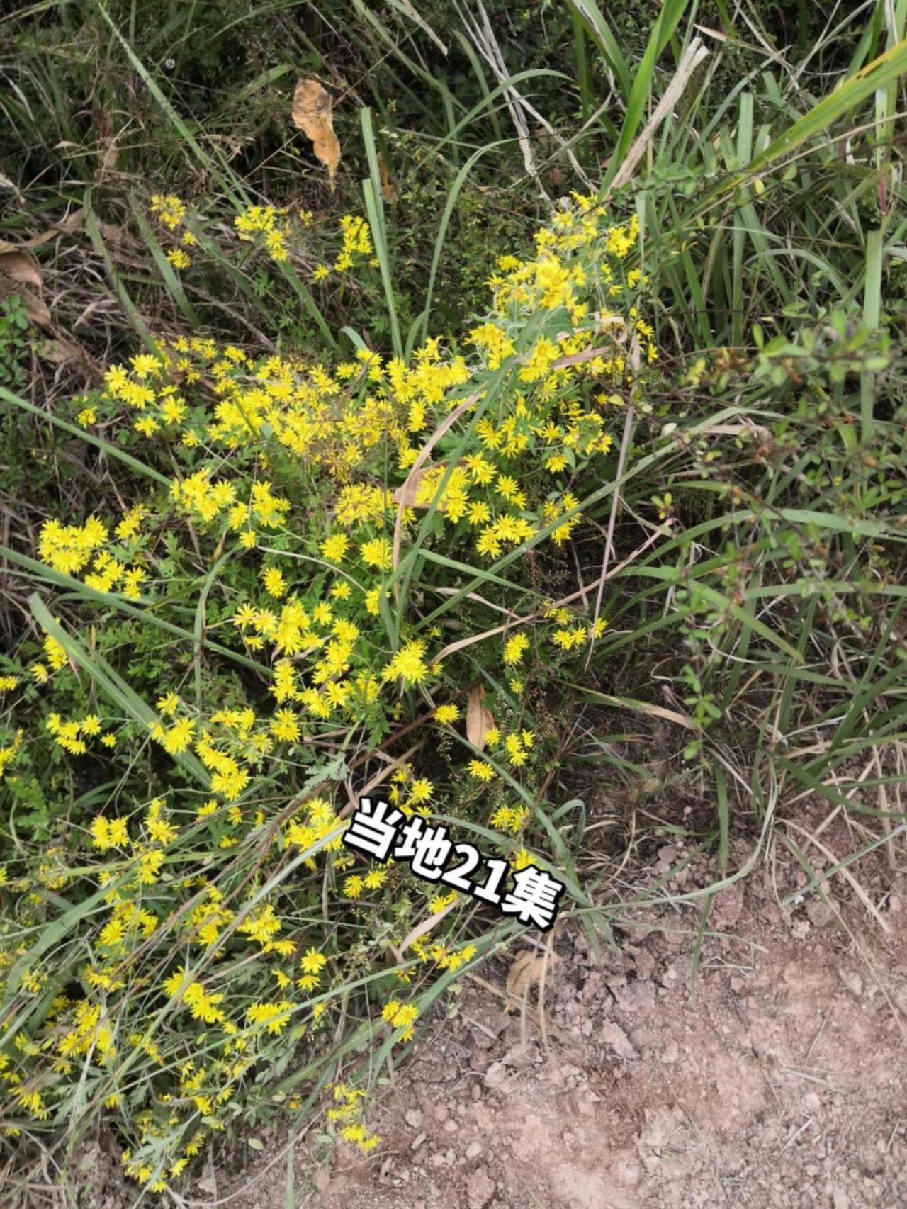 我的乡村生活 大山里的原生态 农村生活日常 农村生活记录 记录我的生活