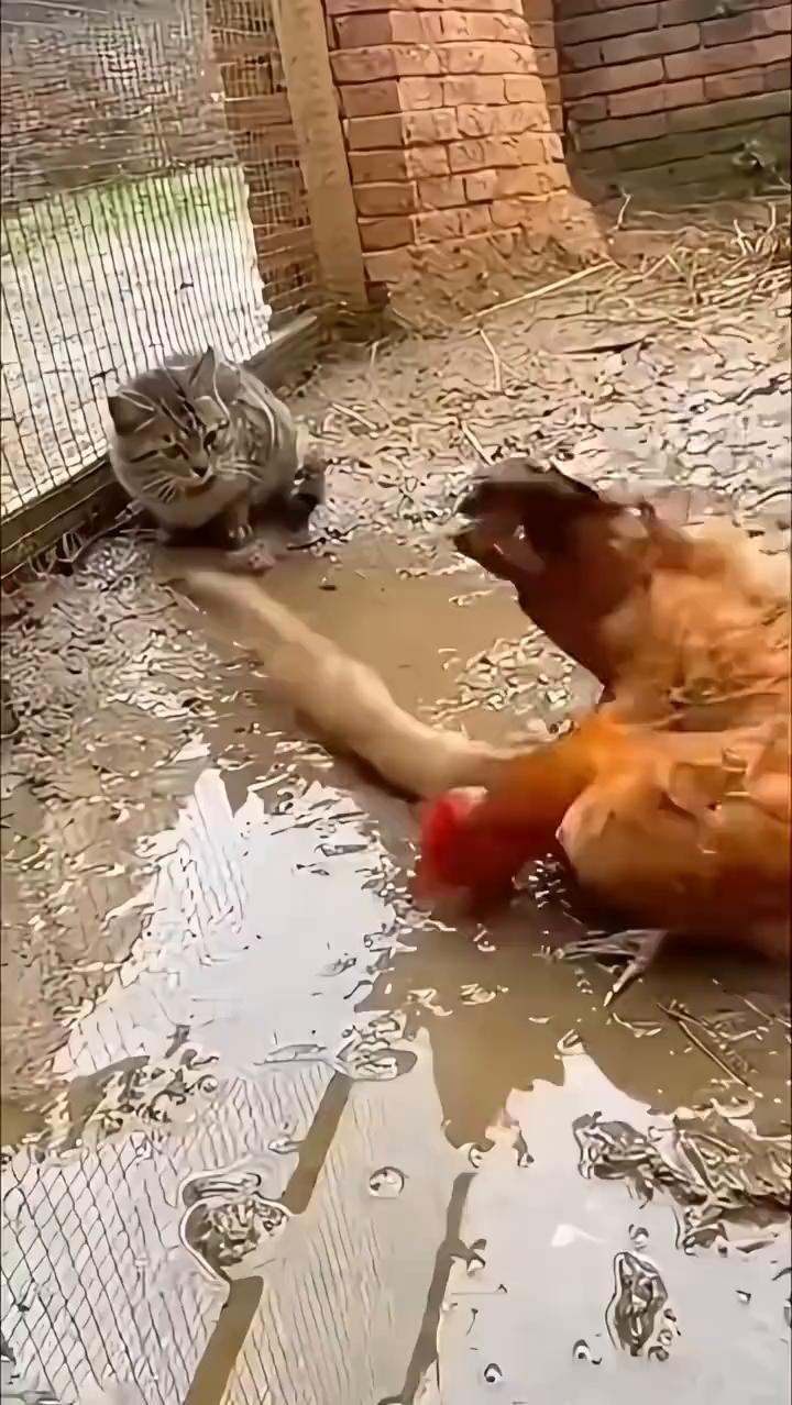 哈。