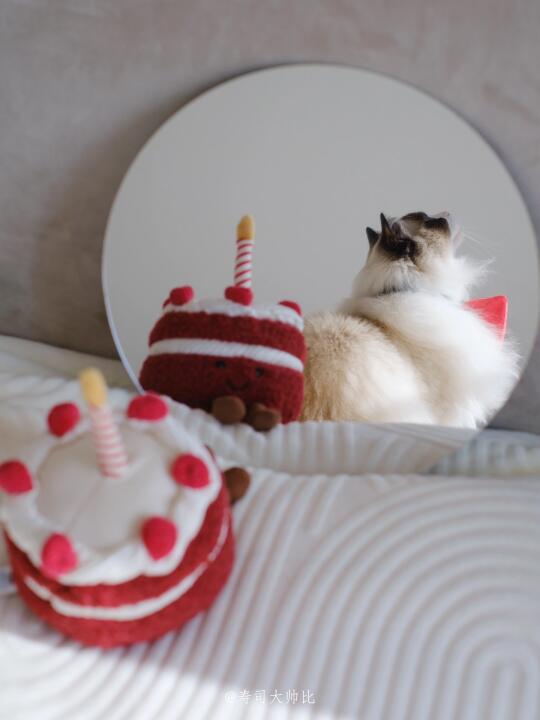 今天是情人节 也是小寿司的三岁生日呀（🎁