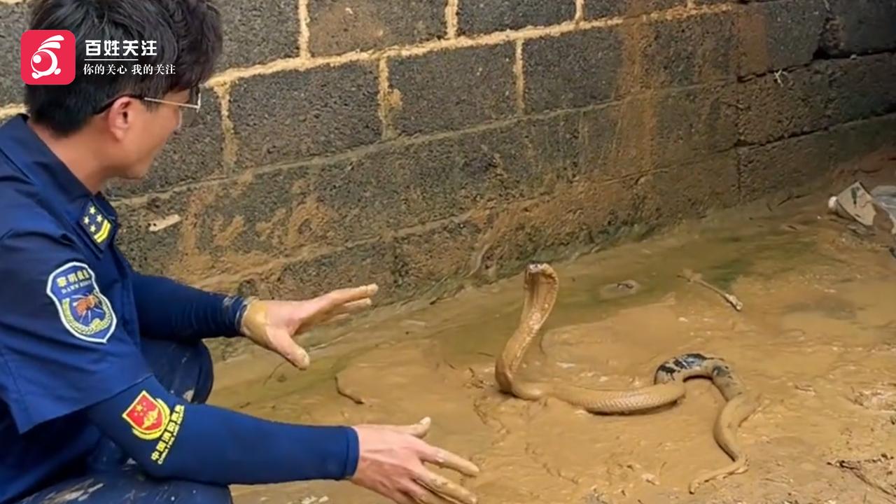 广西横州市云表镇经历强降雨引发洪涝后，积水慢慢消退，不少村民回家清淤消杀，却接连
