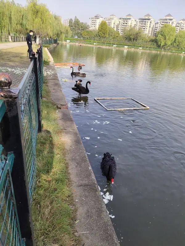 武汉动物园这出黑天鹅情感大戏太抓马了！2025年5月，一对相伴十余年的“模范夫妻