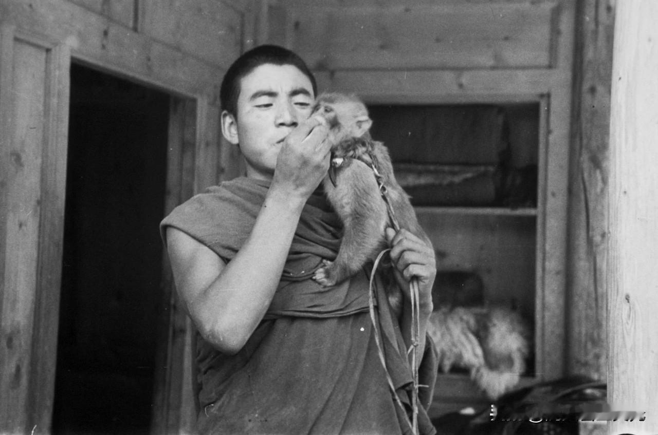 甘肃人藏区僧人和他养的猴子！北方流传着一句俗语：四川人的猴子让河南人耍了。意思是