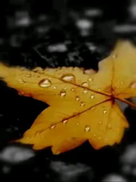 醉花阴•读书
何以案头消永昼，
只为书香瘦。
陋室春来晚，
晨光斑驳，
且将文章