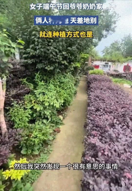“引发共鸣！”自家爷爷奶奶因为种地理念、方式完全合不来，索性闹起了“分家种地”，