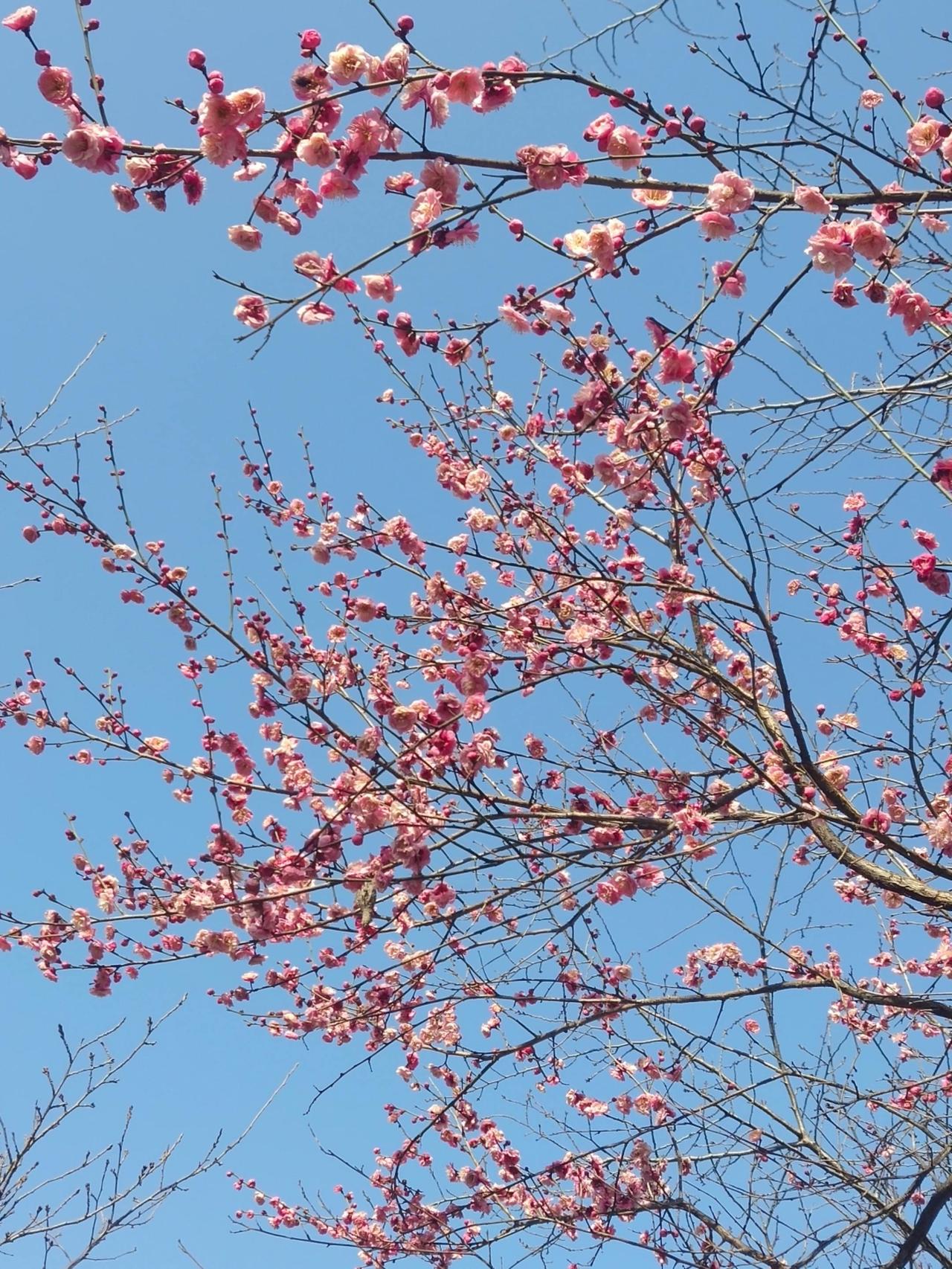 春天到了，梅花开了，不负好春光，看看鸡鸣寺，玄武湖的人流，真热闹！元宵节快乐！