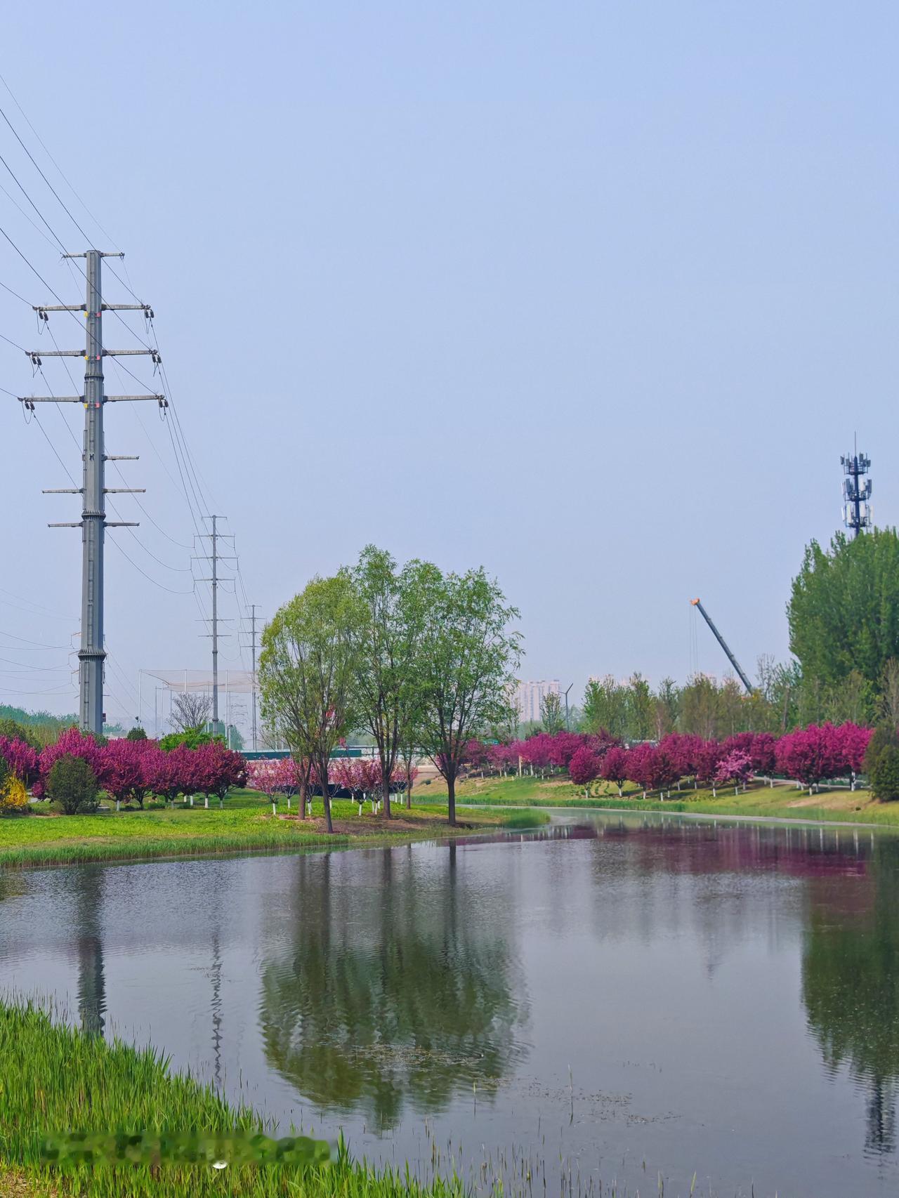通州的京杭大运河故道景色真的绝美！这里可是北京十大赏花胜地之一，有12条绝美赏花
