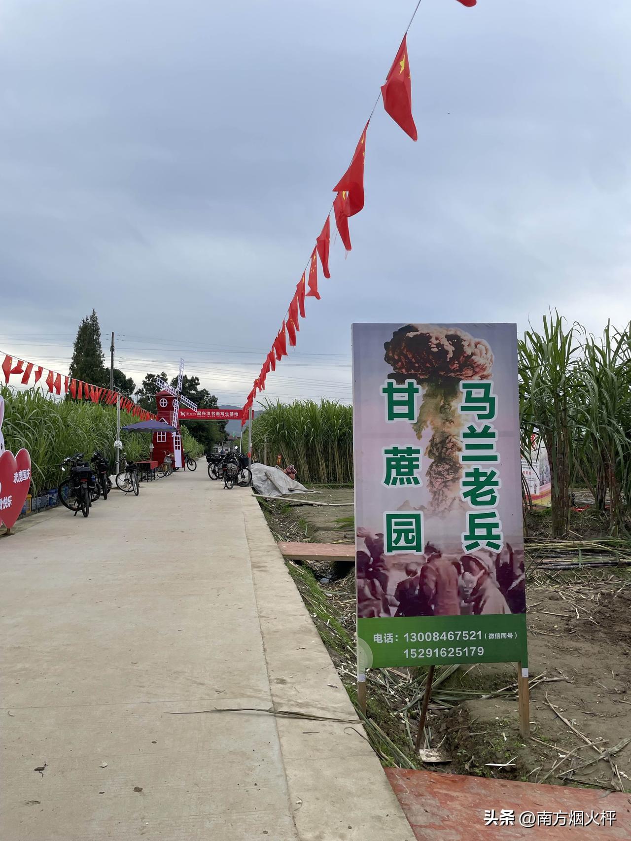 上周日去了本地的“马兰老兵甘蔗园”，甘蔗成熟的季节，一眼望去，丰收的喜悦尽收眼底