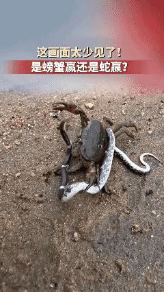 这画面太少见了！杀的难解难分 ！ 看得出是螃蟹赢还是蛇赢？[泣不成声]
