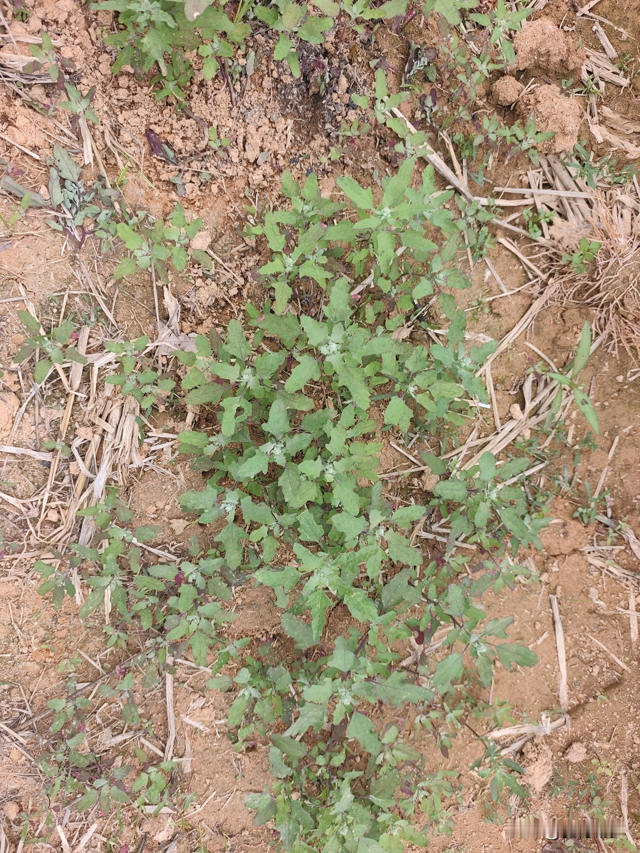 晒图笔记大赛发现秘密了，东莞打工27年了，首次看到灰灰菜了，这可是陕西老家农村田