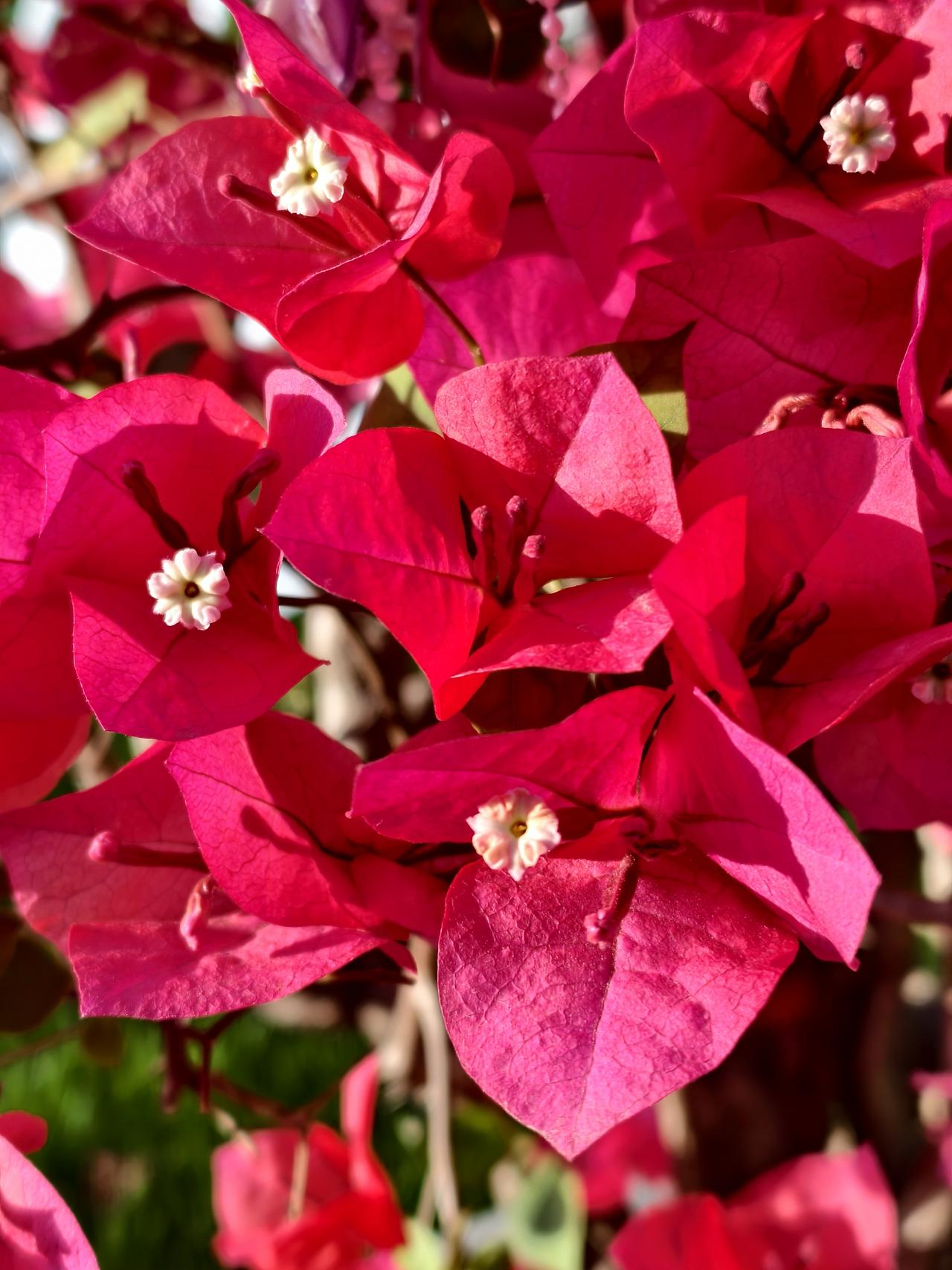 今晨，发现一盆盛开的非常漂亮的三角梅，这在天津地区很少见！
特发此照，与友分享！
