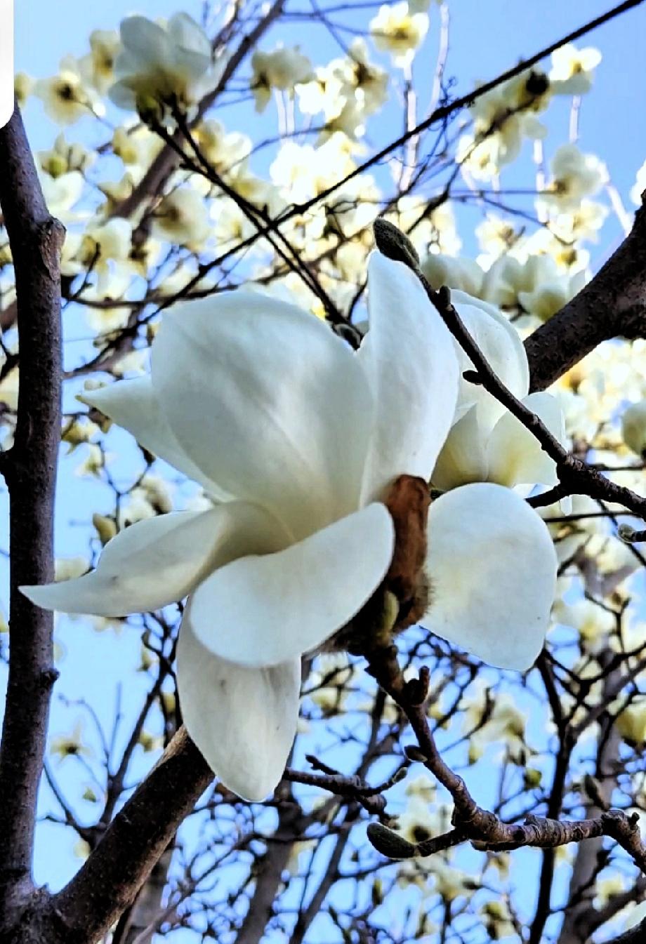 玉树凝香，雪魄初开春意早
清风拂袖，花香暗渡客心闲