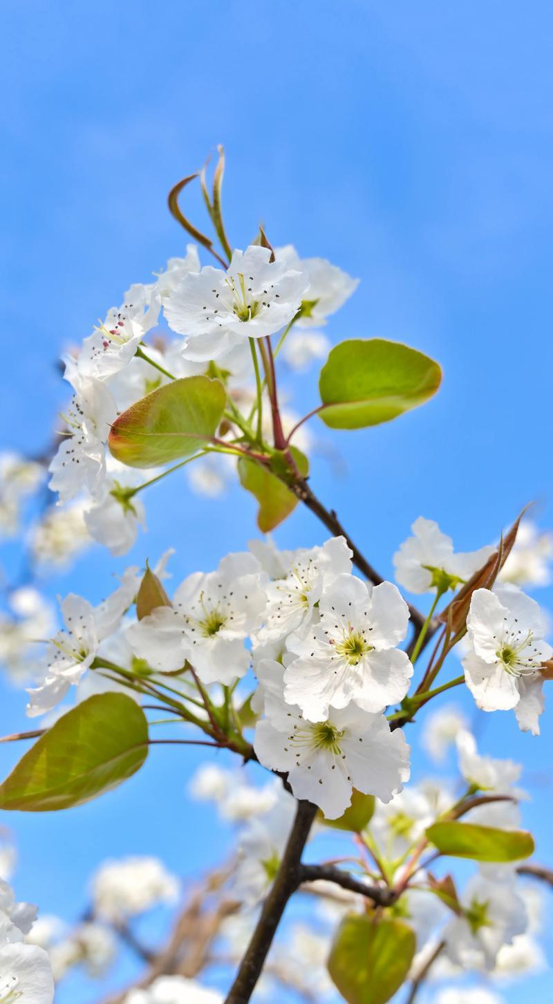 七律咏梨花通韵
不羡妖娆桃李容，
素衣清影立风中。
寒香带雨春深后，
淡月笼烟夜