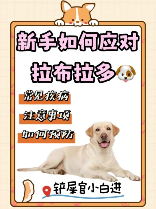 新手小白怎么养好拉布拉多