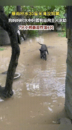 暴雨突降困住母子的那一刻，才看懂动物母爱藏着最隐忍的坚韧。  
     广东汕