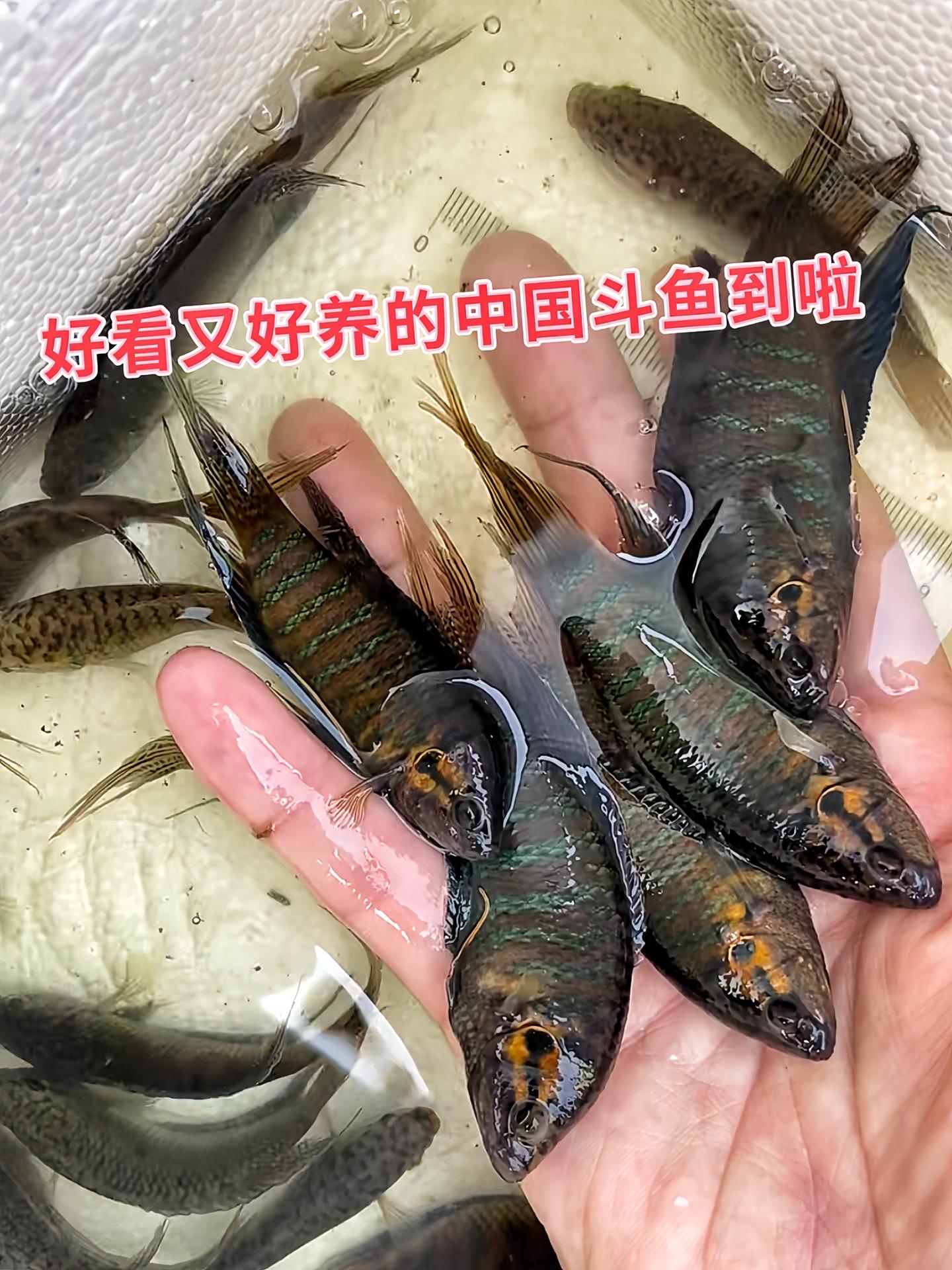 绝美灵动，中国斗鱼，体色绚丽，犹如水中舞动的丝绸。皮实好养，不挑环境...