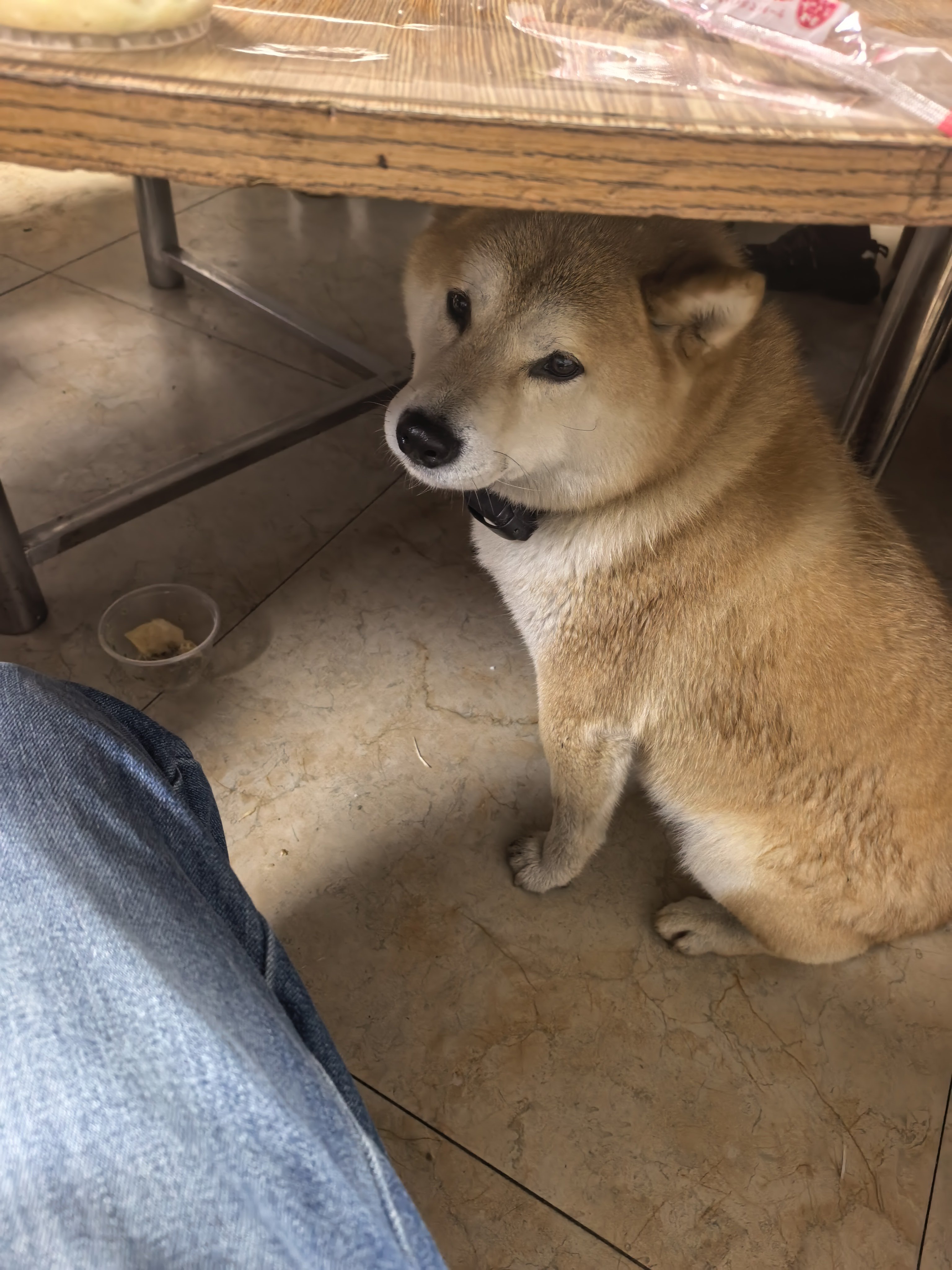 它看我是不是很深情？萌宠