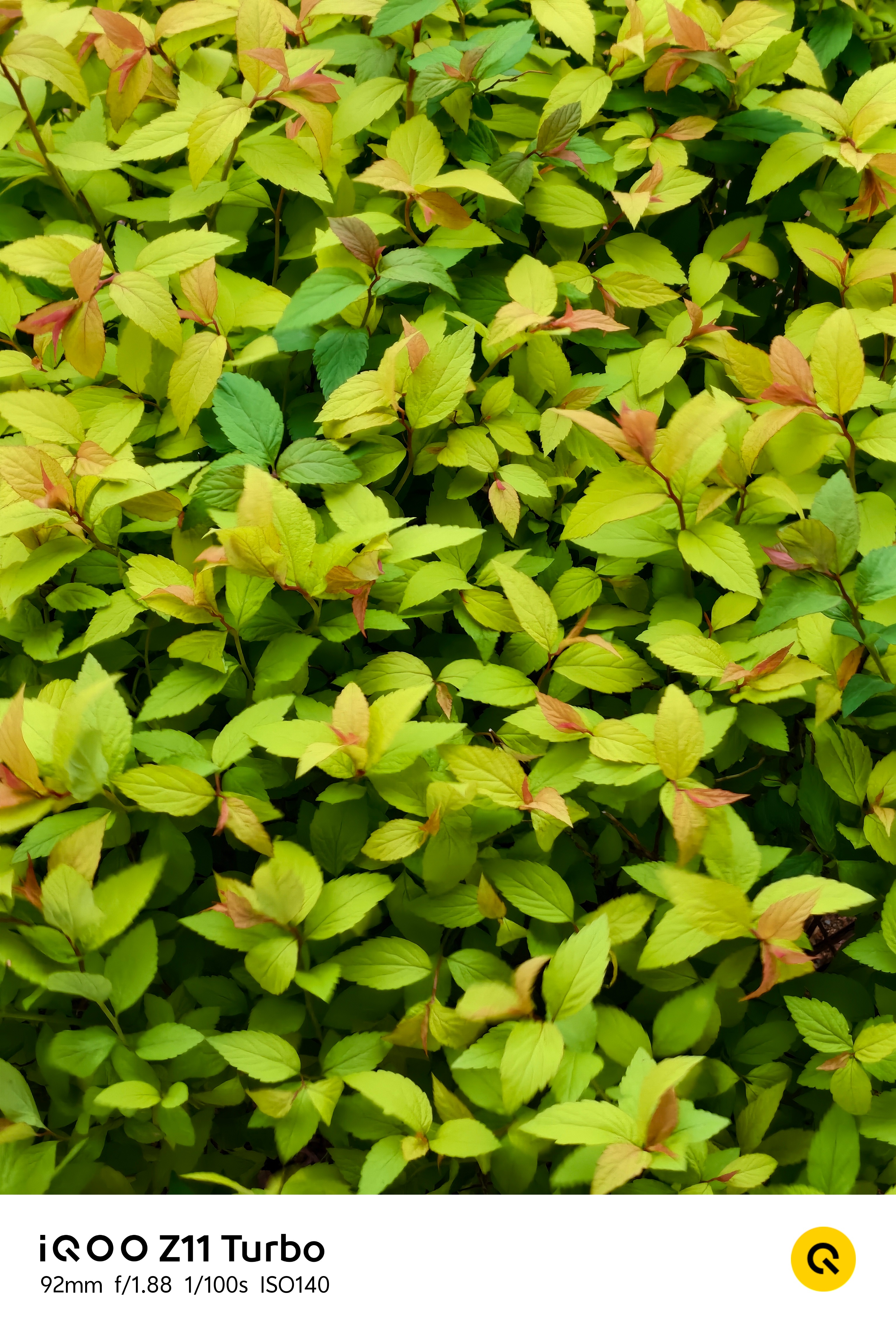 感觉 iQOO Z11 Turbo 日常拍照 完全够用了！iQOO Z11 Tu