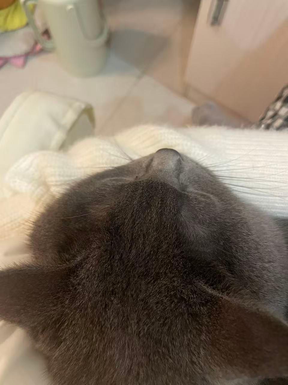 猫头 ​​​