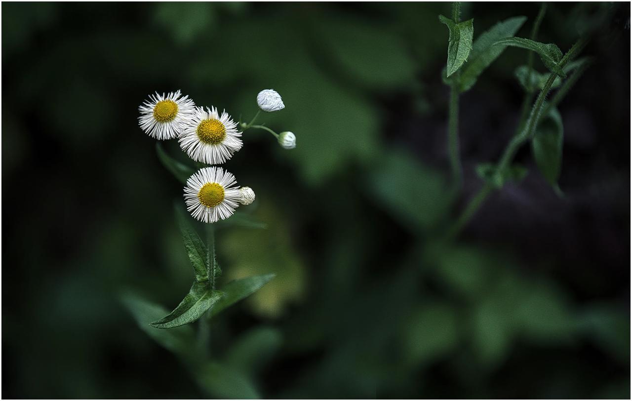 寒风之中有小花，寒风朔朔小花家。