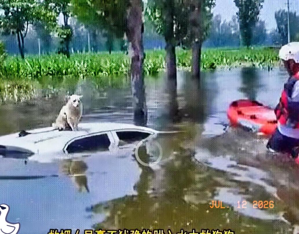 看得揪心！7月12日报道，救援人员搜救途中，发现有只小狗孤零零站在一辆泡水车辆的