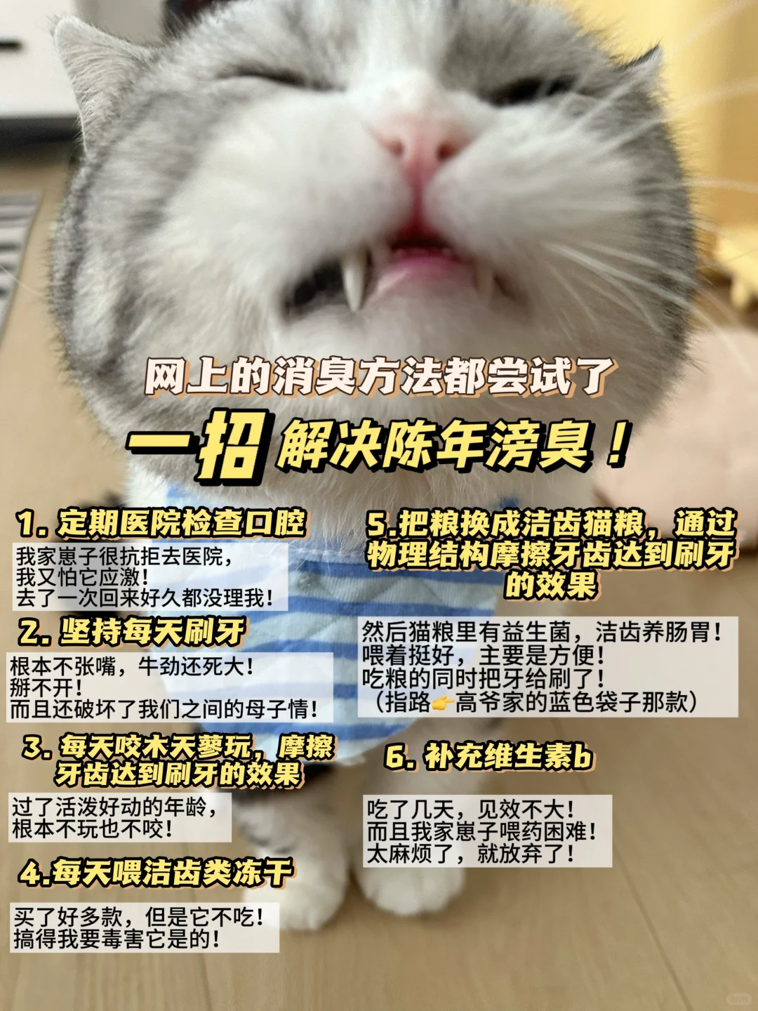 刚洗完澡又给自己舔得滂臭的口臭猫咪？