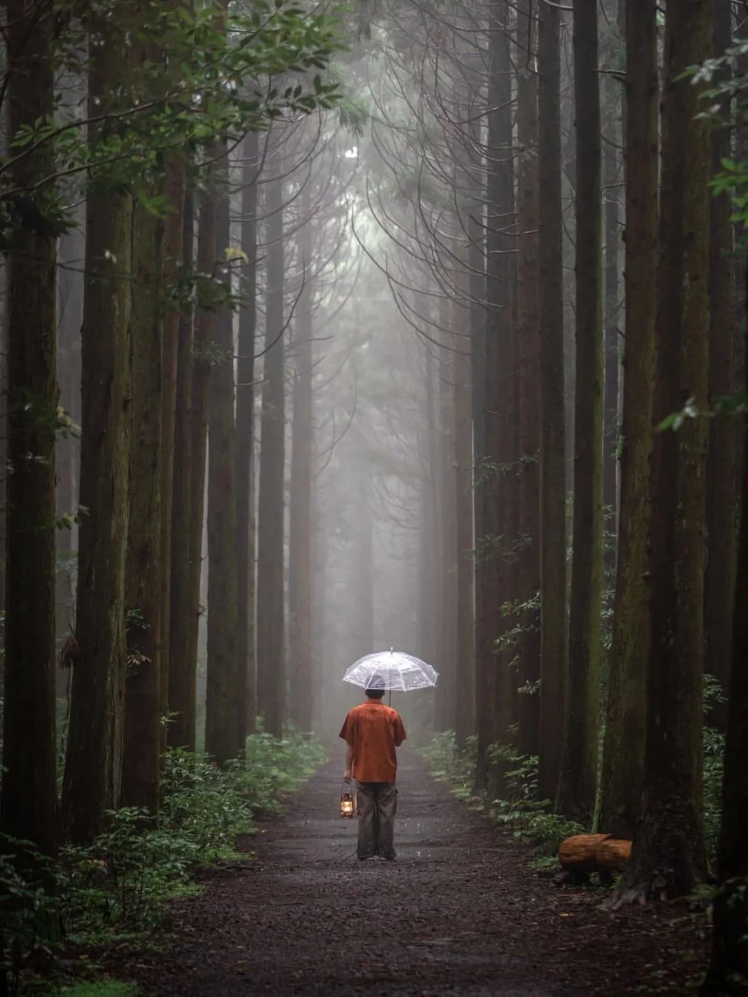 济州岛🌲几乎只有韩国人知道的静谧森林！