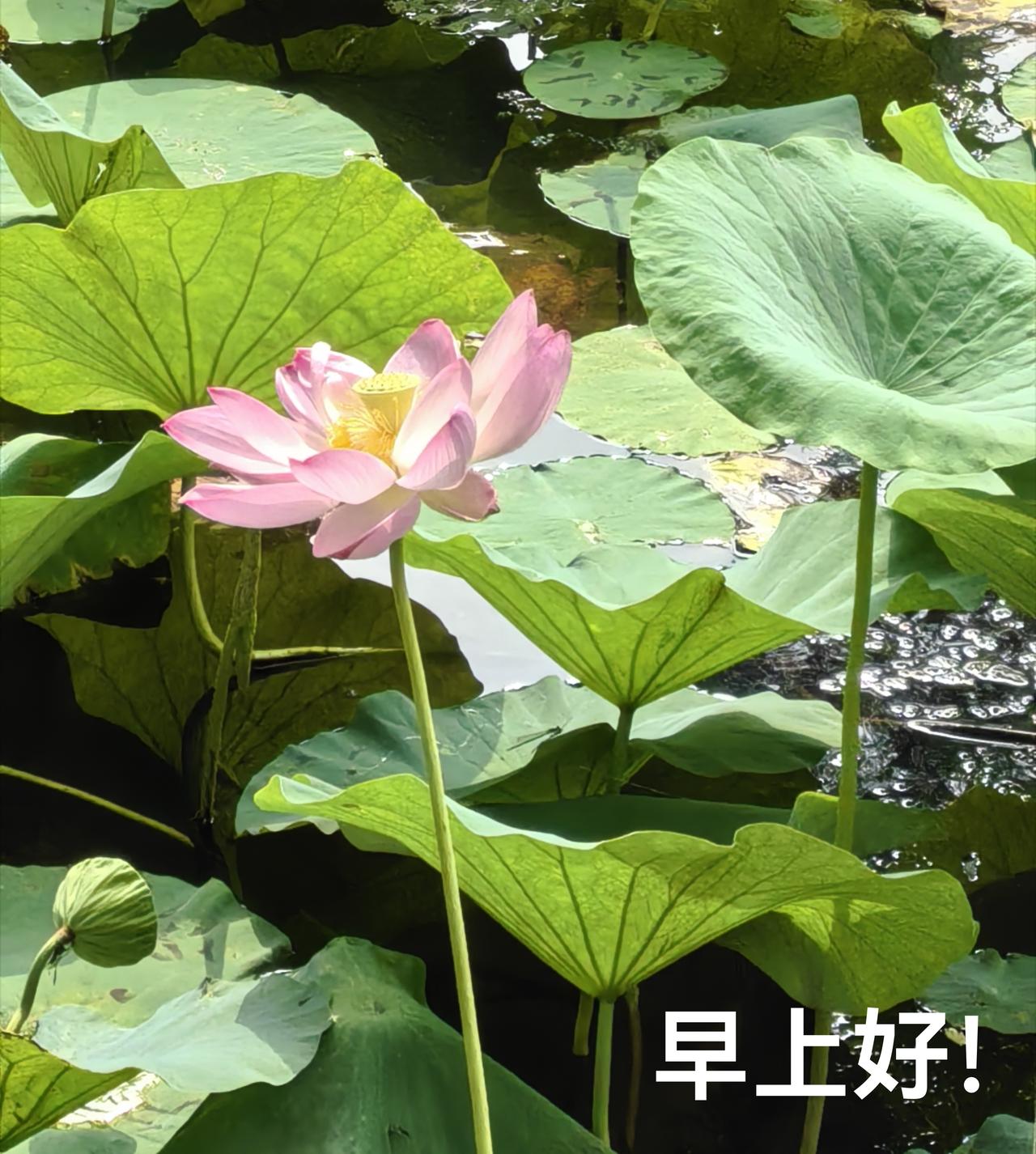 财湖晨语
头条的吉言，是祝福，每天的问候，是在乎，每天的旋律，是快乐，人生的主题
