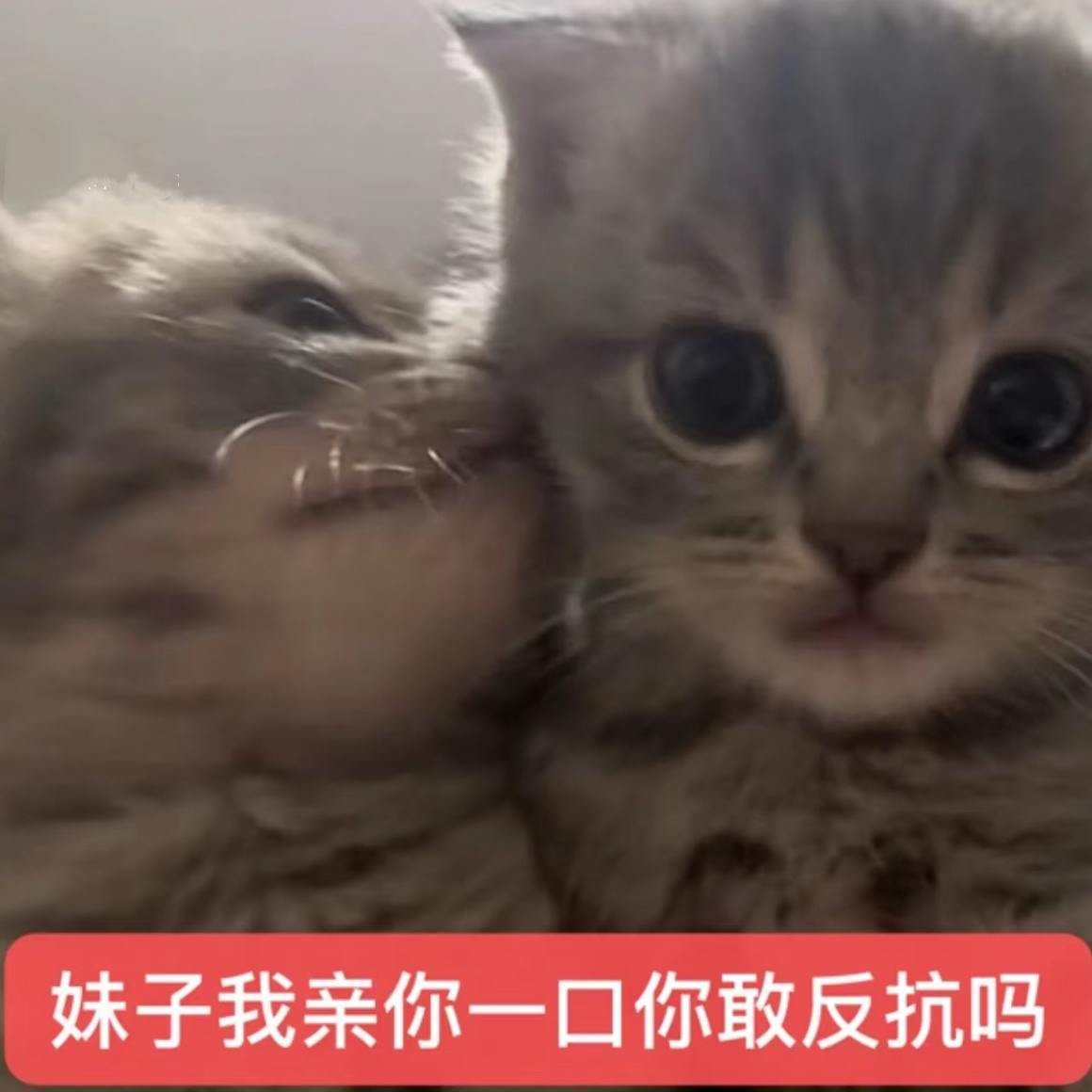 进了这个短国我真的好久没发烧说烧话当梦女当舔狗了 最近太正经了真的一点都不像我了