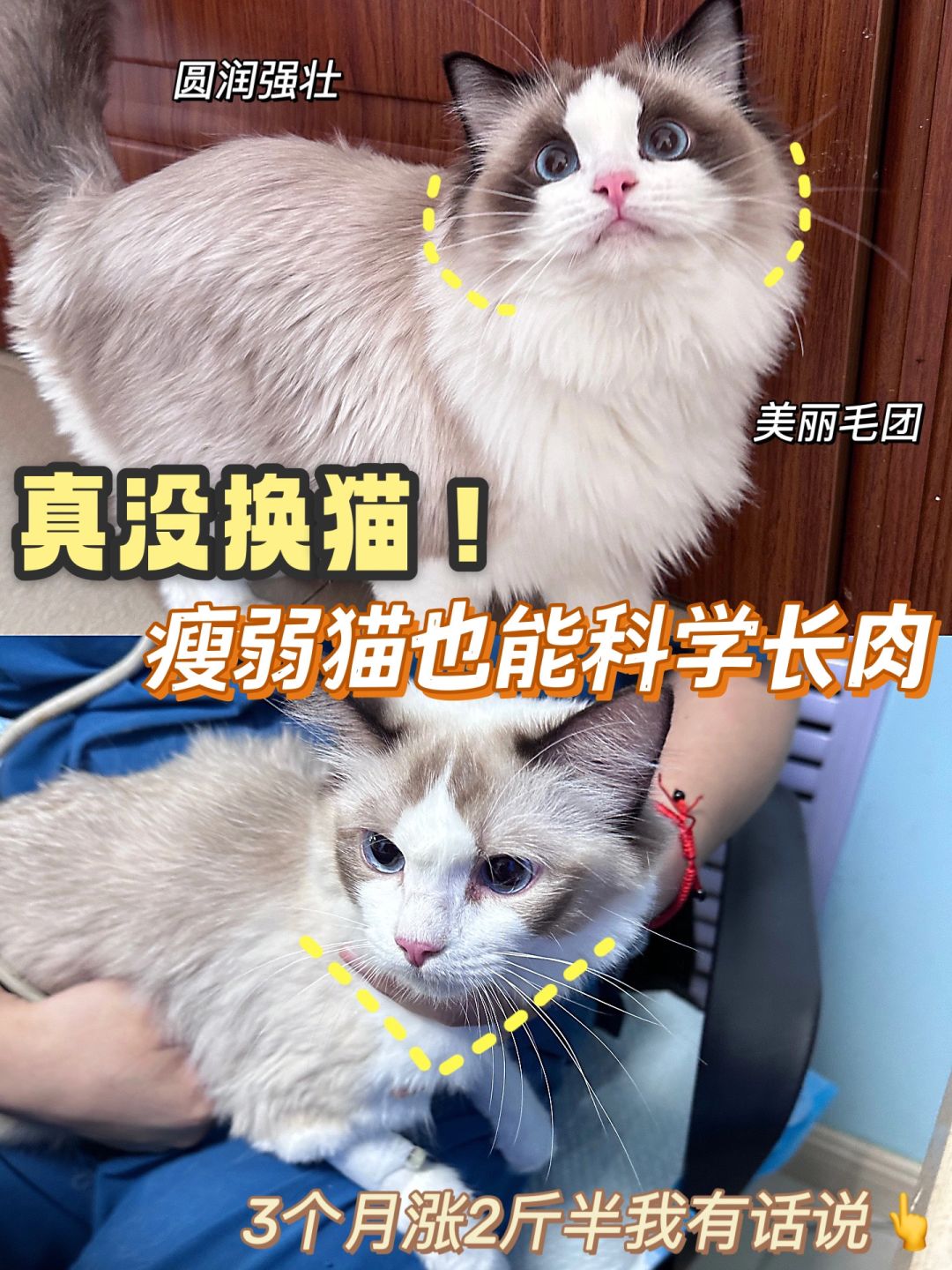 猫咪健康长肉，这样喂少走弯路😋
