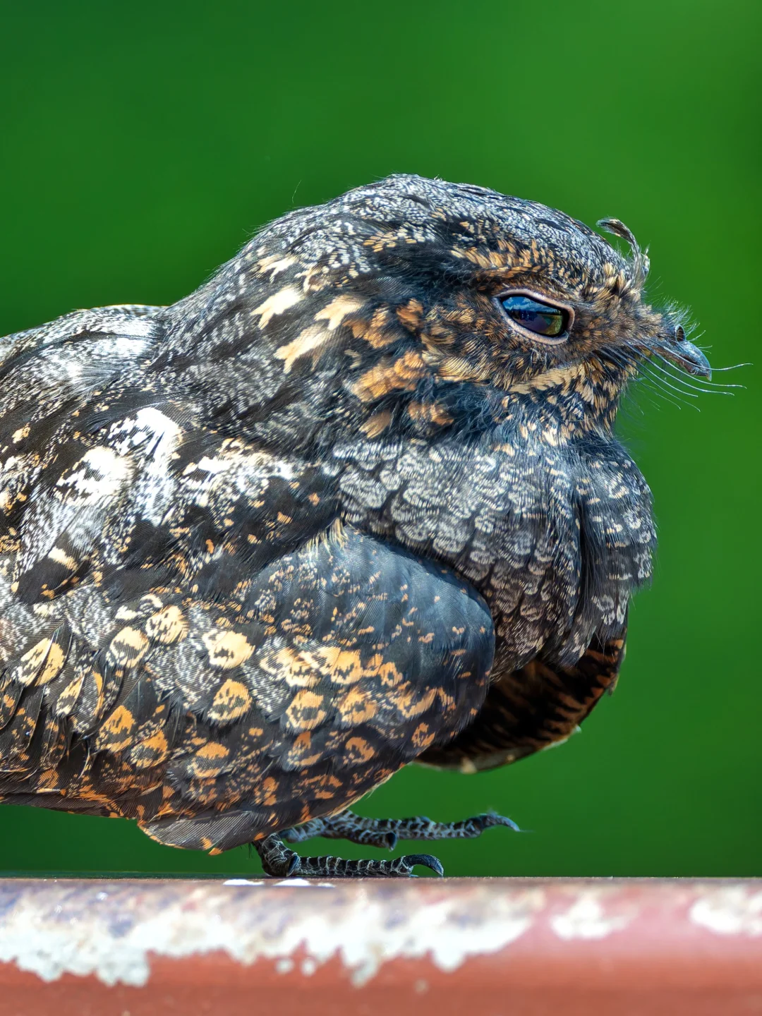 没想到在深圳的公园能这么近距离看到夜鹰