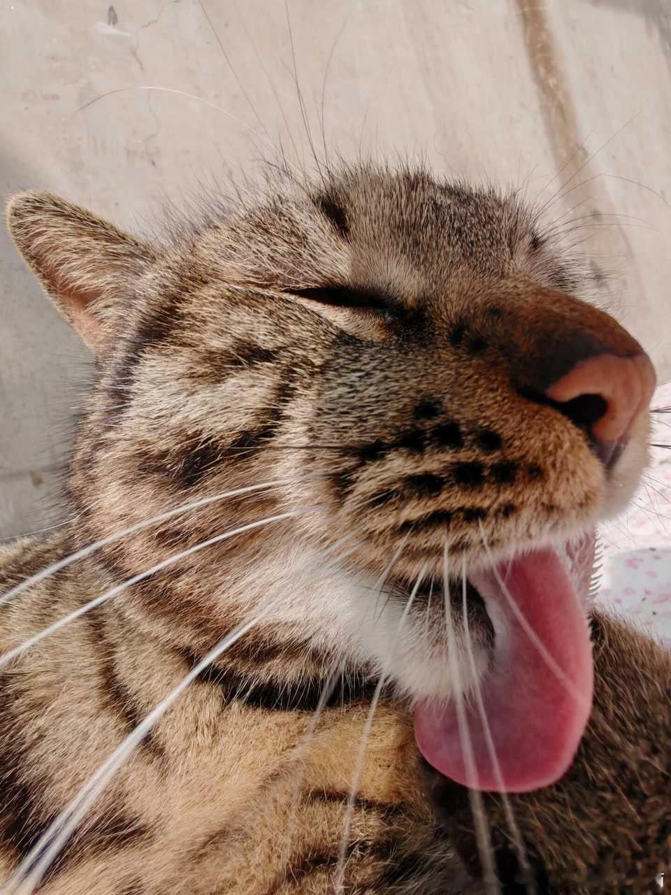 49307【丑猫】正脸一般侧脸绝了 