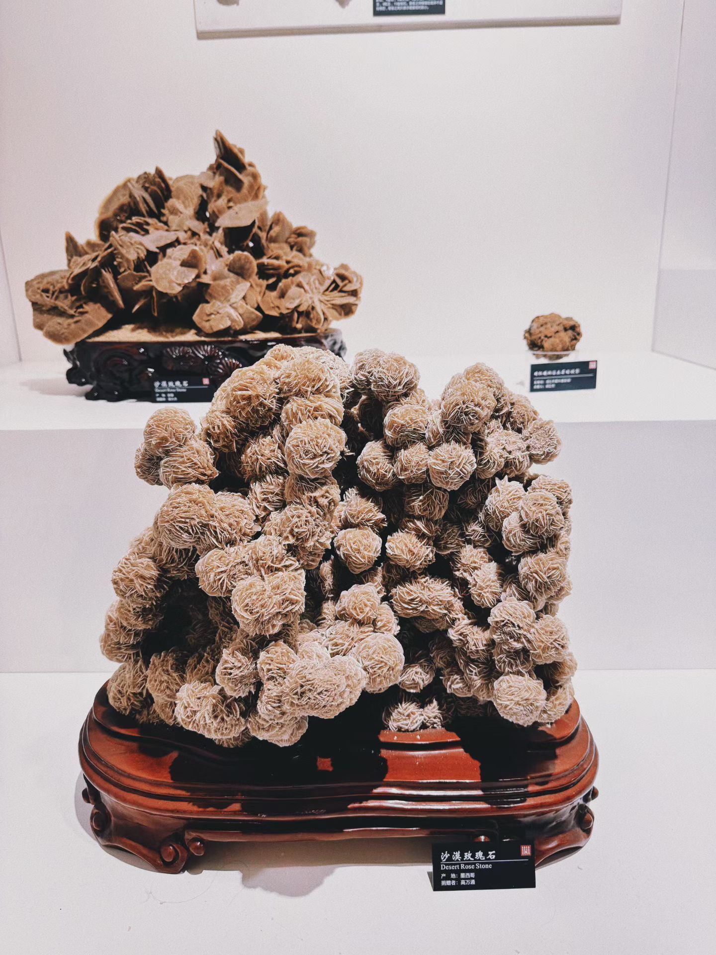 生活手记✔️华南农业博物馆是藏在校园里的梦幻世界、有好多岩石标本、还有砗磲真的好