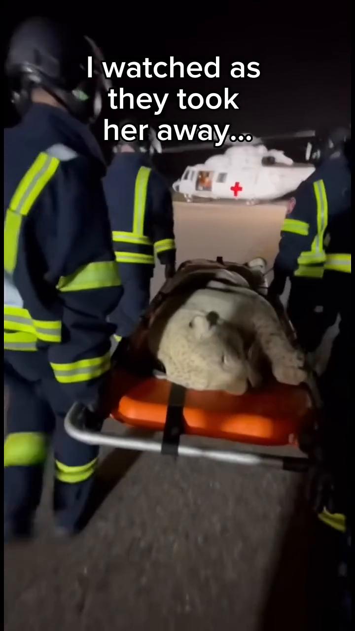 ·I found a pregnant jaguar.She couldn't 