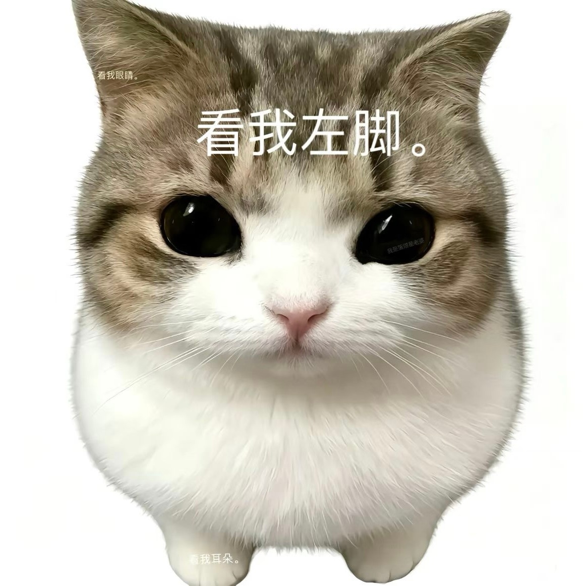 分享图片 