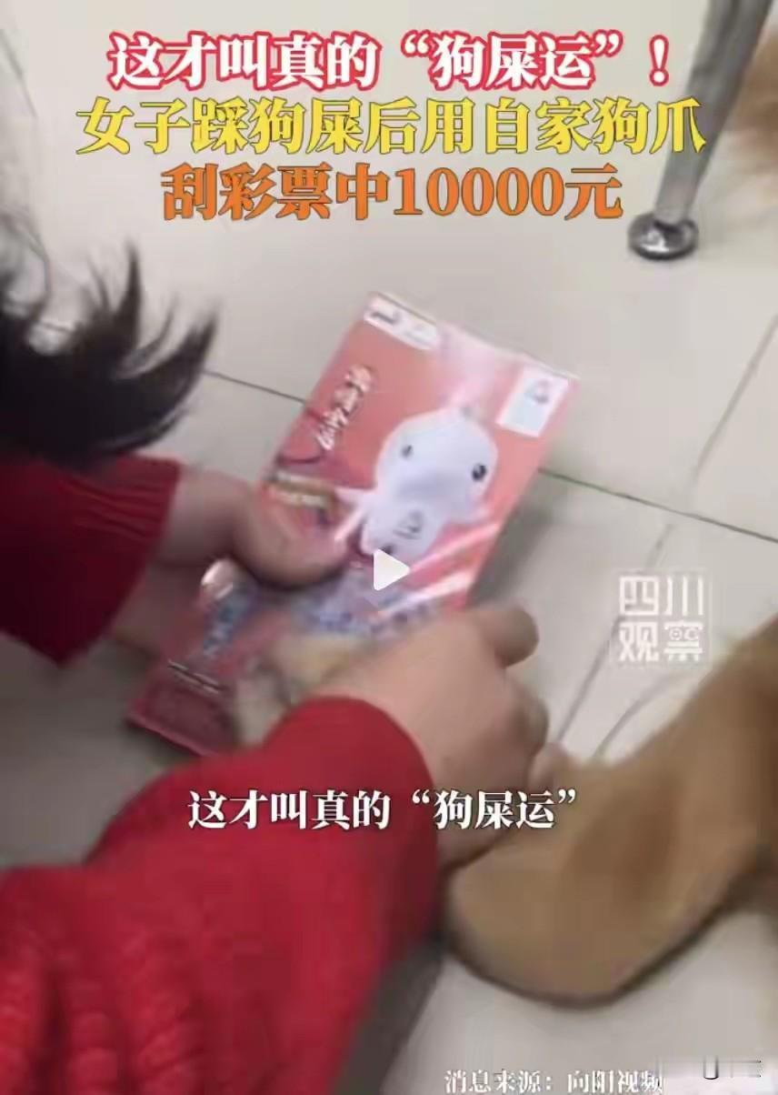 原来走了狗屎运这一说法真的有。
12月2日，深圳，吴女士牵着自家狗出去遛，不小心