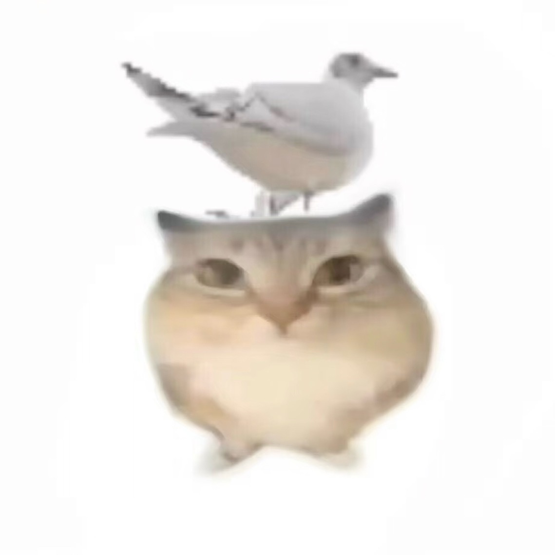 分享图片 