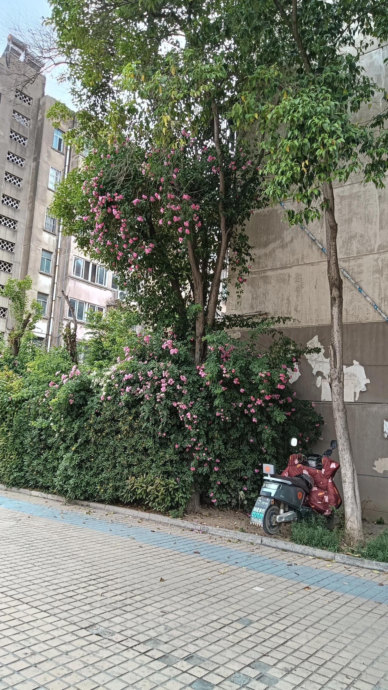 蔷薇，蔷薇处处开
    人间四月芳菲尽。当百花几近荼蘼之时，沉寂多日的蔷薇终于